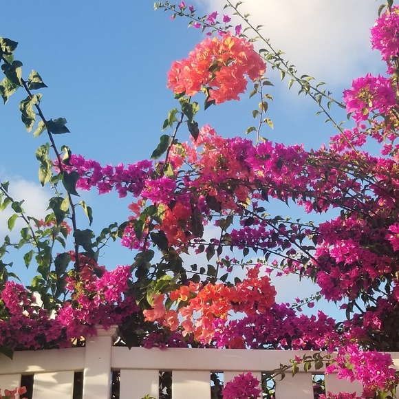 Meet your Posher, Natasha - Picture 7 of 8